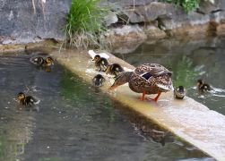 Ostern In Jena Elf Entenkueken Sorgen In Woellnitz Fuer Freude 03